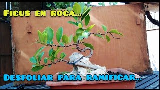 COMO HACER UN BONSAI FICUS EN ROCA (DESFOLIAR PARA RAMIFICAR)