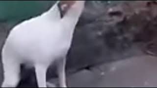 Video de perro bailando meme