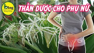 Cây trinh nữ hoàng cung - tác dụng và bài thuốc trị bệnh cực kỳ hay