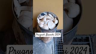 Funghi Prugnoli 2024 "Prugnoli Bianchi" 🍄‍🟫 #NaturaWild #FunghiPrugnoli2024 #Calocybegambosa2024