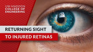 Returning sight to injured retinas