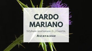 CARDO MARIANO IN ROSETTA BASALE A GENNAIO