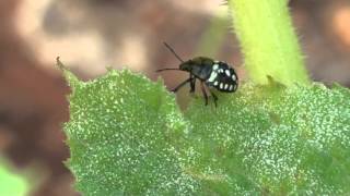 Nezara viridula Third instar  | נימפה של תריסית ירוקה שלב שלישי