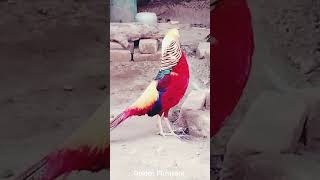 Golden Pheasant ! Beautiful Pheasant : Colorful Bird #birds #shorts