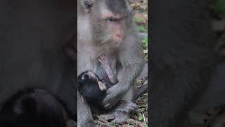 Monkey funny videos #1438 #babymonkey #shortvideo #short #viral #monkey #reels2023