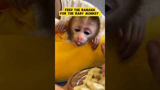 the baby monkey is having dinner #mongkey #babymonkey #monpai #babyprimate #funny #cute #babymonpai