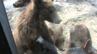 Close encounter with a bunch of hungry Norwegian bears