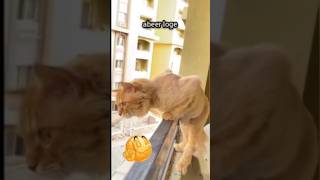 وقت اسمع صوت خناقة بالشارع ويطلع جارنا عم يتخانق مع مرته ويسمع الجيران بصير هيك #funny #مقاطع_مضحكة