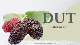 BİTKİ ANSİKLOPEDİSİ | DUT - MORUS SP. NEDİR? KARADUT , ERKEK DUT NEDİR?DUT NEREDE YETİŞİR? İSTEKLERİ