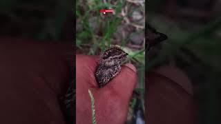 Baru Tau⁉️Burung Puyuh Di Asuh Bpaknya Nolongin Burung Puyuh Liar (Manuk Gemak) Ketinggalan Induknya