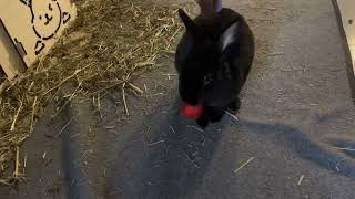 Bunny rabbit running for a strawberry