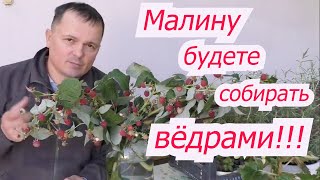 Первая весенняя подкормка малины, от которой зависит урожай.