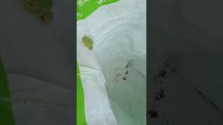 Montcuq bébé grenouille, verte, se repose dans un sac en plastique. Ce fut événement 11 septembre 23