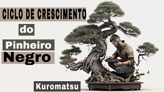 CICLO DE CRESCIMENTO do BONSAI de PINHEIRO NEGRO - Kuromatsu