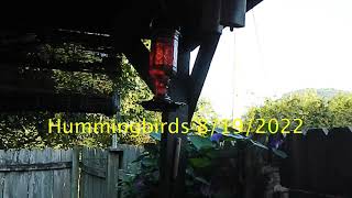 Hummingbirds August 19th 2022