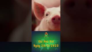 Giá Heo Hơi Ngày 28/9/2023 #channuoi #shorts  #pig #farm #chicken #tintuc #tintucchannuoi #animals