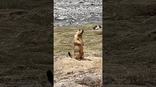 Cute Himalayan Marmot Makes Adorable Noises#cutemarmot #cuteanimals #marmot #marmota #wildlife