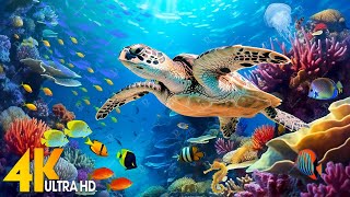 [NEW] 11HR Stunning 4K Underwater Footage🐠Rare & Colorful Sea Life Video - Relaxing Sleep Music #17