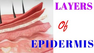 #epidermis The Layers of Epidermis