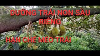 DƯỠNG TRÁI NON SẦU RIÊNG, HẠN CHẾ MÉO TRÁI