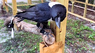 Giving Our Crow A Present!