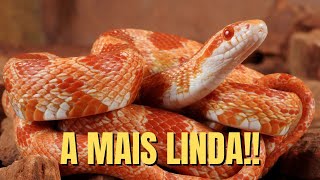 COBRA-MILHO #cobra #animais