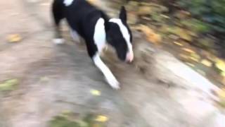 Bull terrier valence