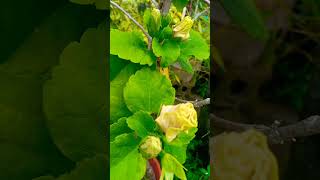 buds #blooming #gumamela #hibiscus #rareplants #lovelyflower