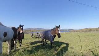 Horses Up Close at Lough Scur VR180