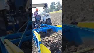 potato harvesting D farms