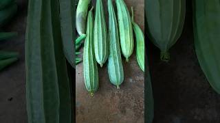 My kitchen garden vegetables Harvesting organic gardening #shorts #vegetable #nature #trending