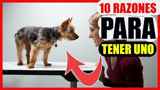 10 Razones por las que tener un perro