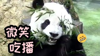 圓仔吃竹葉嘴巴張超大，耳朵跟著動不停|熊貓貓熊The Giant Panda Yuan Yuan and Yuan Bao|台北市立動物園