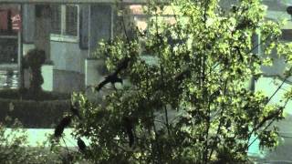 Great-tailed Grackle enjoying a thundershower