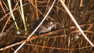 Florida Leopard Frogs Calling