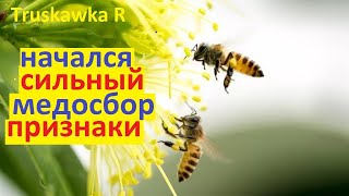 #Пчёлы.  Как понять, что на пасеке начался хороший #медосбор. Вес улья,  пыльца,  поведение пчёл.