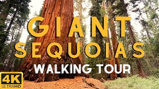 TOUR OF THE WORLDS BIGGEST TREES!  Giant Sequoias of Yosemite National Park