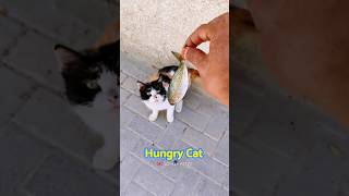 Why is my cat always hungry | Hungry cat asking food 🐈 | Stray Cat | #cat #shorts