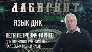 НУМЕРОЛОГИЯ | ЛАБИРИНТ | Язык ДНК | П.П Гаряев