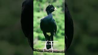 Great Curassow