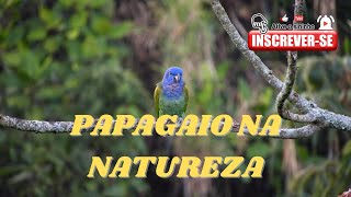 PAPAGAIO, EM MEIO A NATUREZA, COM TODA SUA MAJESTADE,