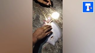 Thai fisherman helps pregnant stingray deliver her babies