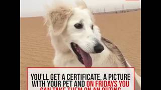 Stray Dogs Center Umm Al Quwain | Tidding Lifestyle