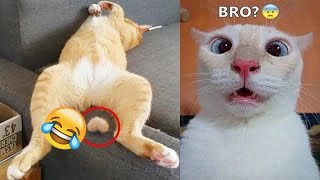 Laugh Till You Cry with These Funny Animal Clips! 😂🐱