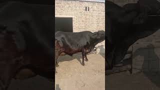 Friesian Cross Cow (black)|| pregnant cow #livestockpakistan #viral #shorts #trending #friesiancow