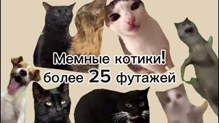 Футажи с котиками для монтажа видео | InnaBeeb