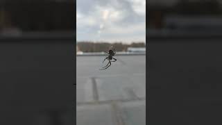 Beautiful black spider 🕷 climbing its web