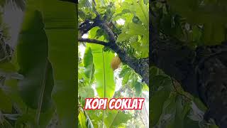 Kopi coklat,ngak Tau Kalau Tempat kalean apa namanya #kopi #kakao #kopiindonesia #coklat #viral