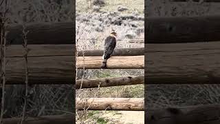 Cooper’s Hawk: Perching on a Fence  (1/2) 28Feb2024