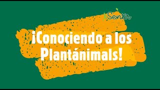 ¡Descubre a los Plantánimals!